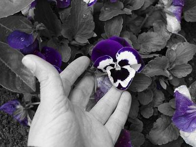 Come aggiungere colori in una foto in bianco e nero! Download gratis!