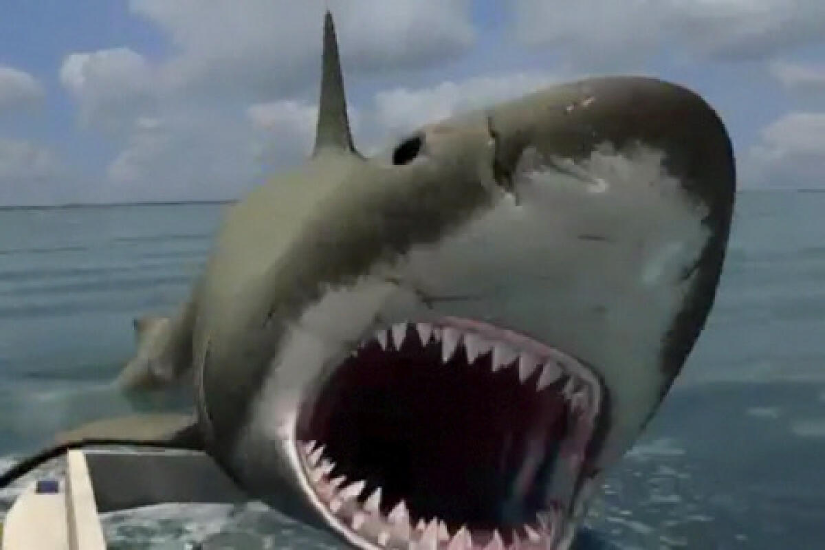 Jaws per iPhone in offertain App Store: salva i bagnanti dalla furia dello squalo! - 