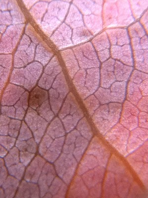 iPhone: trasformalo in microscopio!