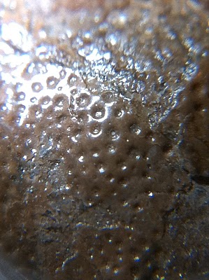 iPhone: trasformalo in microscopio!