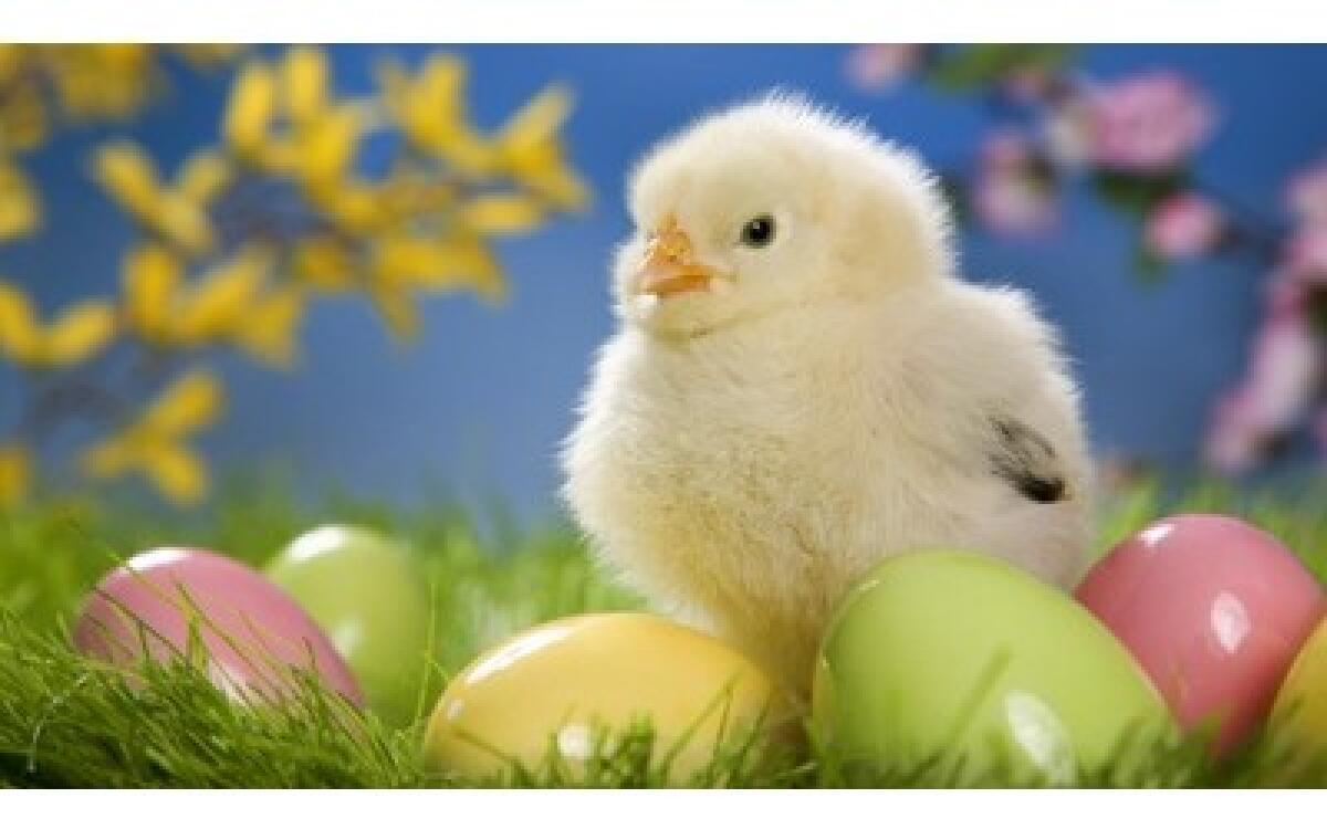 App iPhone Pasqua! - 