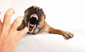 cane aggressivo