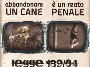 L'abbandono dei cani è reato...sappilo!!