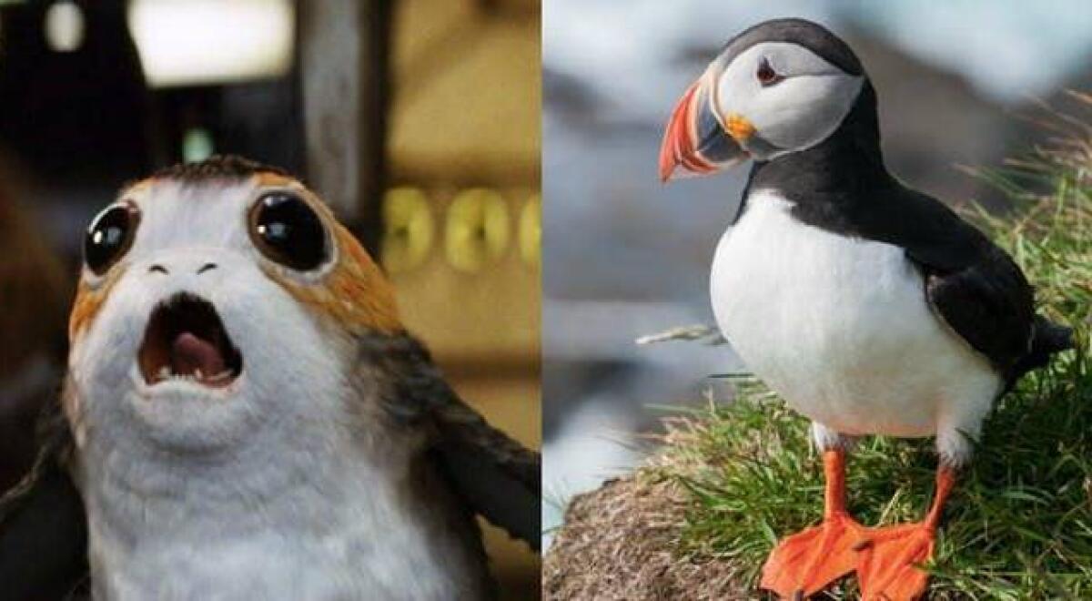 Come sono nati i Porgs di Episodio VIII? - Un Porg e una Pulcinella di mare