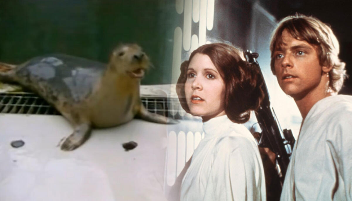 Ecco le foche che cantano Star Wars (video) - Zola, una delle foche che canta i pezzi di Star Wars.
Da: newshub
