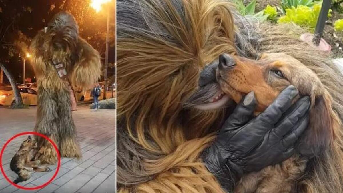 La storia del cane randagio adottato grazie a Chewbacca - Chewbacca e il tenero cagnolino