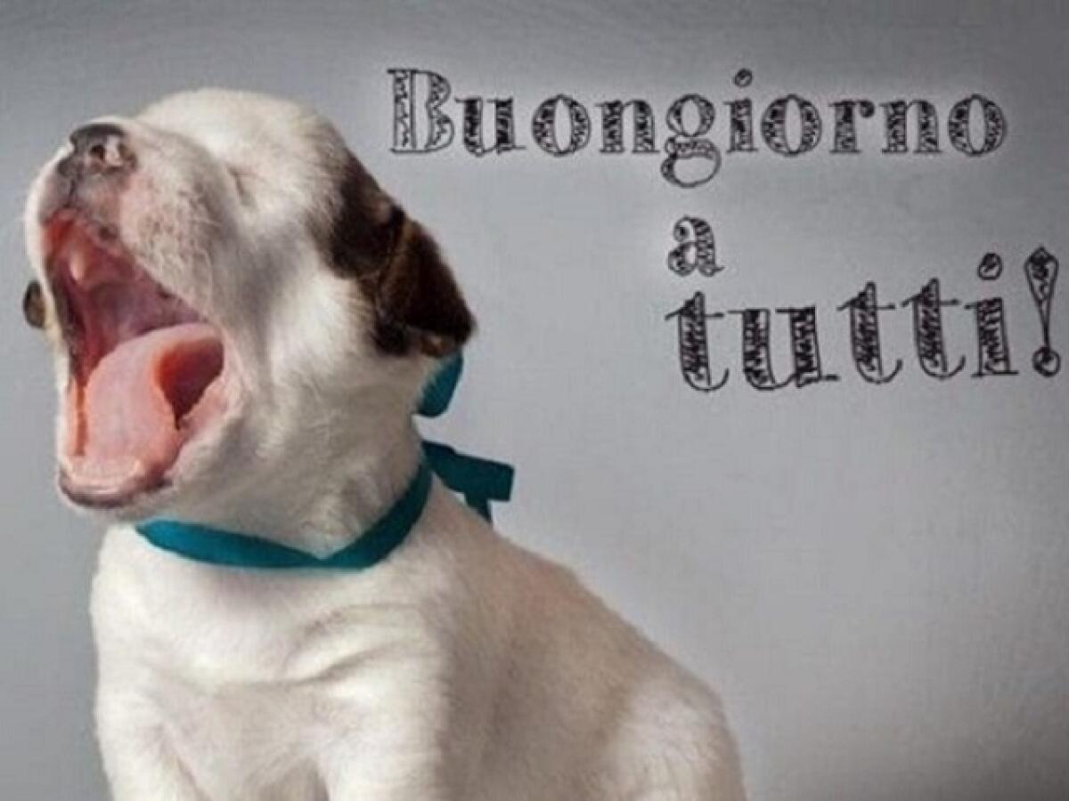 Buongiorno amici! 132 Immagini e video da inviare - 