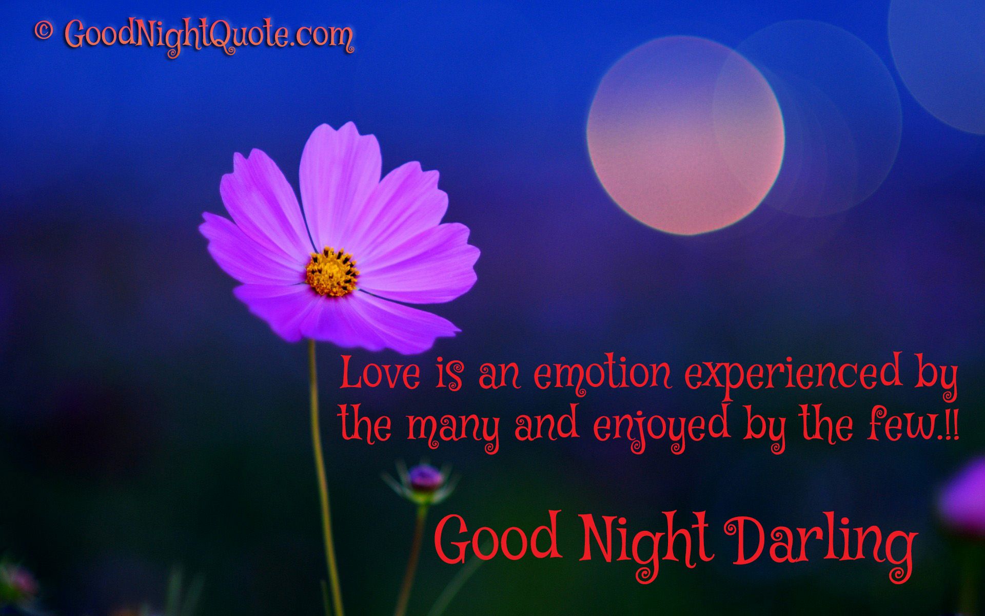 Love is an emotion experienced by the many and enjoyed by the few!! Good night darling (l'amore è un'emozione vissuta da molti, ma sentita da pochi. Buona notte tesoro)