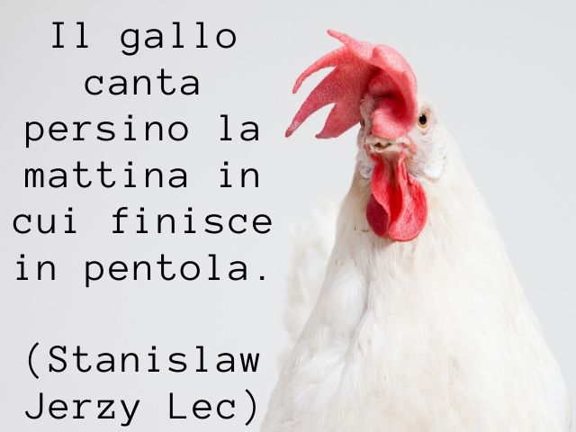 Il gallo canta persino la mattina in cui finisce in pentola.(Stanislaw Jerzy Lec)