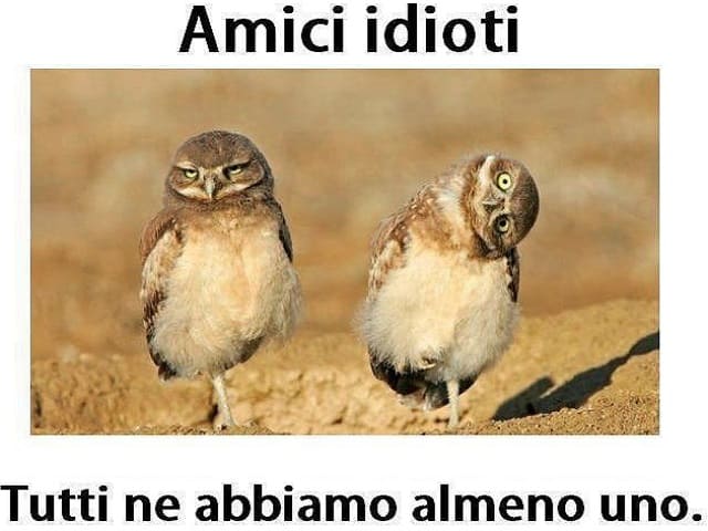 Amici idioti. Tutti ne abbiamo almeno uno.
