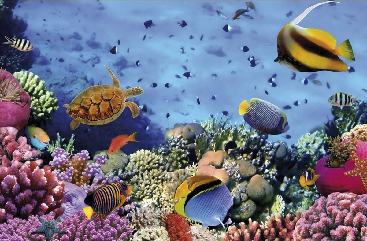 L'allestimento dell'acquario in casa: come scegliere il fondale - 