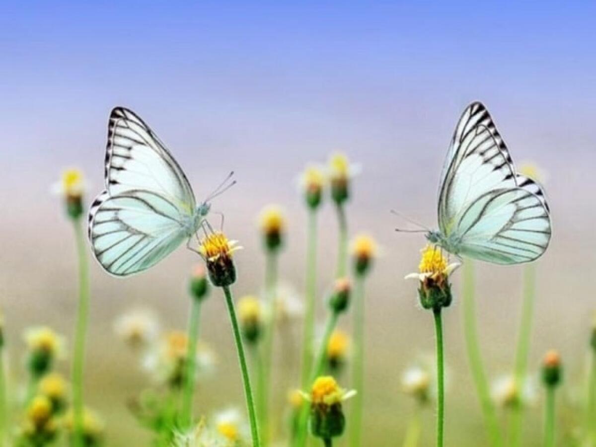 150 immagini e frasi sulla natura meravigliosa - 
