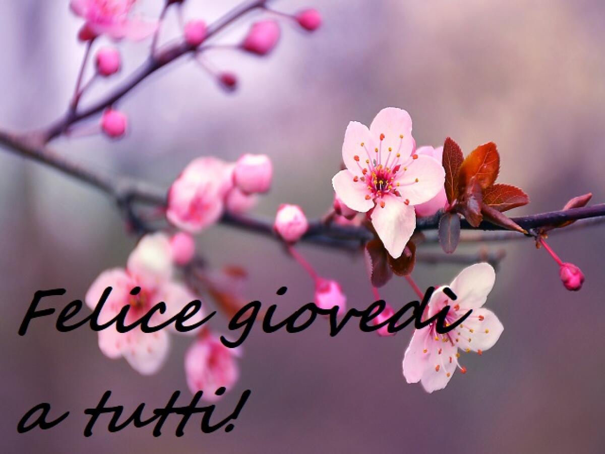 Buon giovedì! 120 immagini per augurare un felice giovedì a tutti! - Blossom, Cherry Blossom, Flower, Flowerbed, Plant