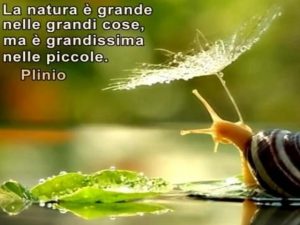 La natura è grande nelle grandi cose, ma è grandissima nelle piccole.(Plinio)