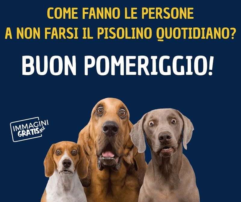 Come fanno le persone a non farsi il pisolino quotidiano? Buon pomeriggio!
