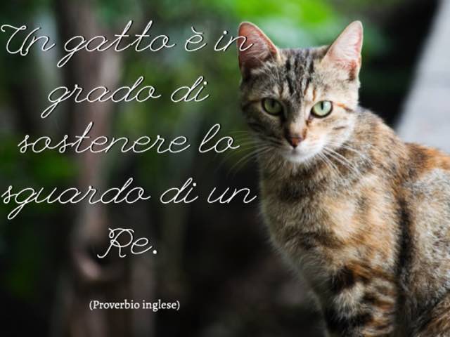 Un gatto è in grado di sostenere lo sguardo di un Re.(Proverbio inglese)
