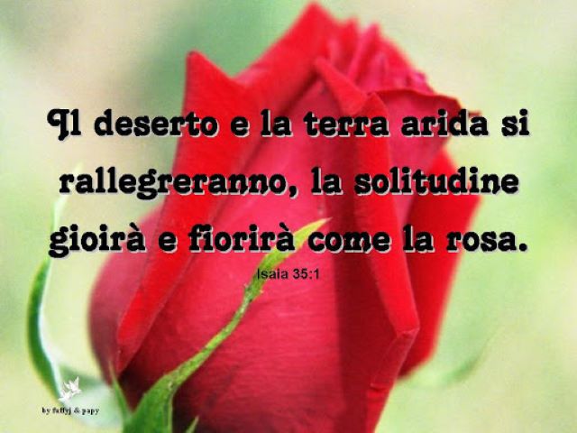Il deserto e la terra arida si rallegreranno, la solitudine gioirà e fiorirà come la rosa.(Isaia 35:1)