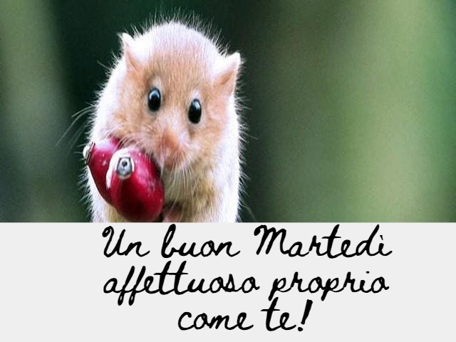 Un buon Martedì affettuoso proprio come te!