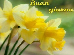 Buongiorno.