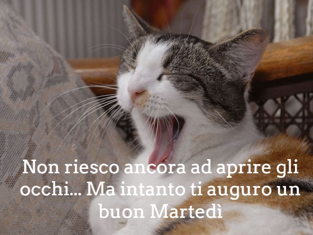 Non riesco ancora ad aprire gli occhi. Ma intanto ti auguro buon Martedì!