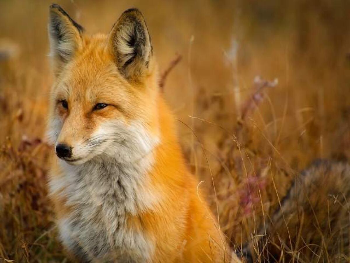121 frasi, aforismi, immagini e molto altro per esprimere il nostro amore per gli animali - 