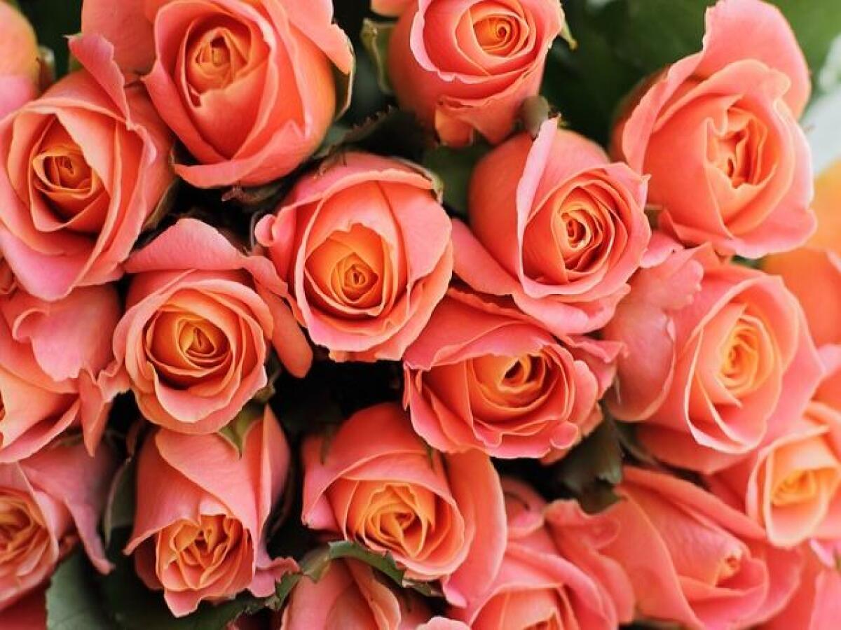 Frasi e immagini sulle rose: 212 tra aforismi, pensieri e citazioni sul fiore più amato al mondo - 
