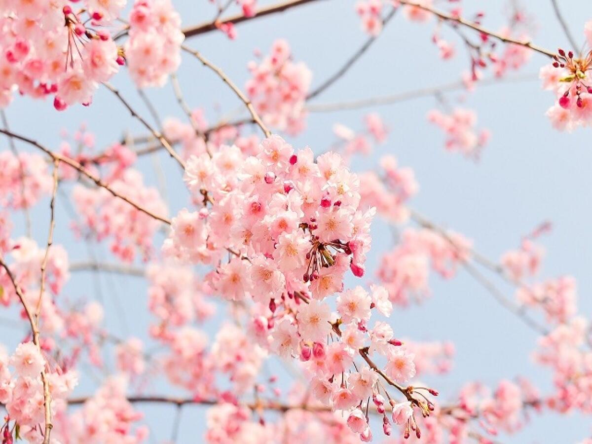 Ditelo con i fiori: 250 frasi e immagini sui fiori - 