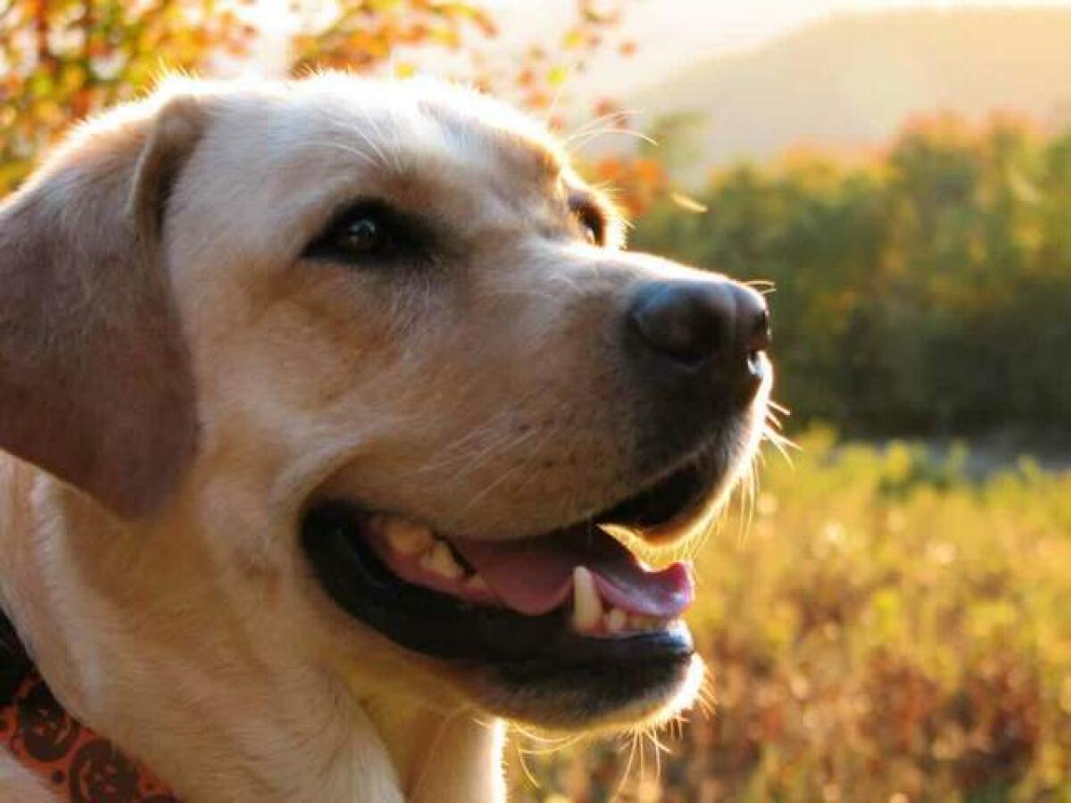 Frasi sui cani: 101 pensieri e immagini bellissime sui cani - 