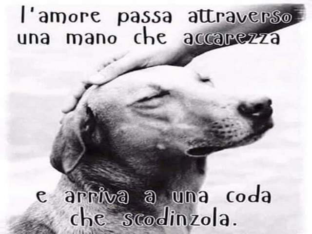 L'amore passa attraverso la mano che accarezza e arriva a una coda che scodinzola.