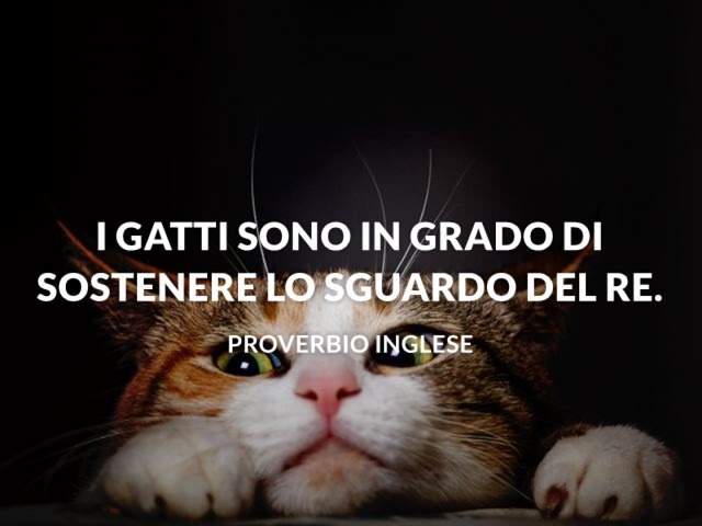 I gatti sono in grado di sostenere lo sguardo del re.Proverbio inglese