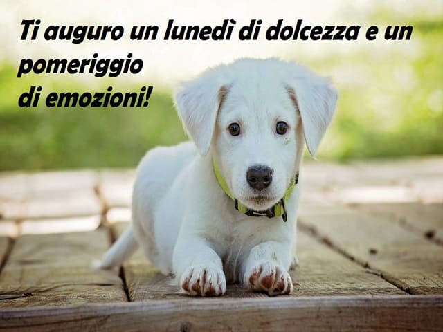 Ti auguro un lunedì di dolcezza e un pomeriggio di emozioni!
