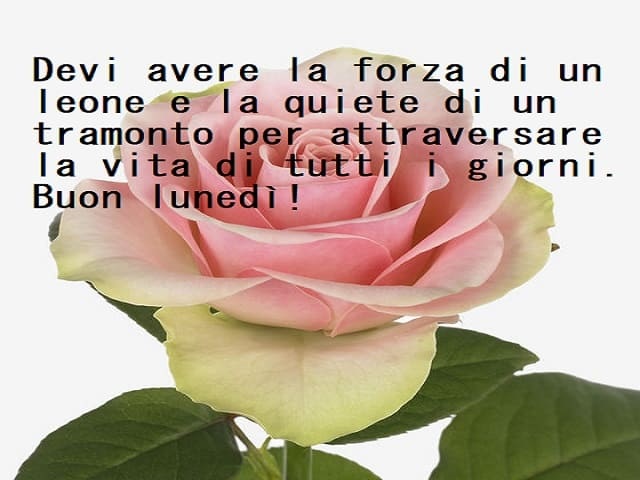 Devi avere la forza di un leone e la quiete di un tramonto per attraversare la vita di tutti i giorni. Buon lunedì!