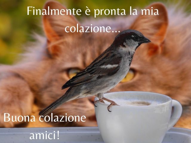 Finalmente è pronta la mia colazione... Buona colazione amici!