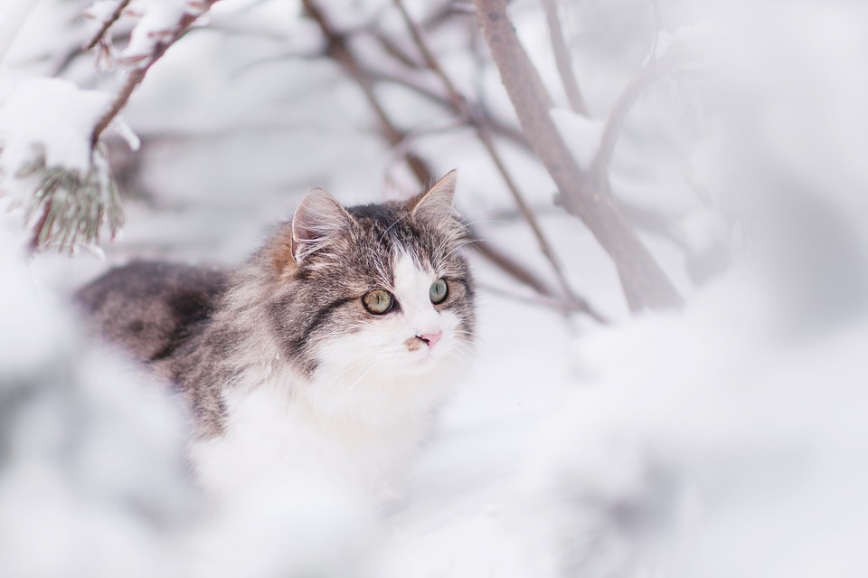 Credits: pixabay