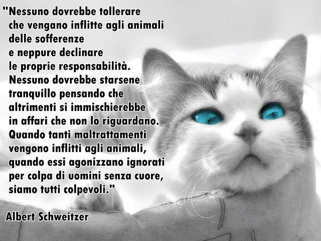 Nessuno dovrebbe tollerare che vengano inflitte agli animali delle sofferenze e neppure declinare le proprie responsabilità. Nessuno dovrebbe starsene tranquillo pensando che altrimenti si immischierebbe in affari che non lo riguardano. Quando tanti maltr