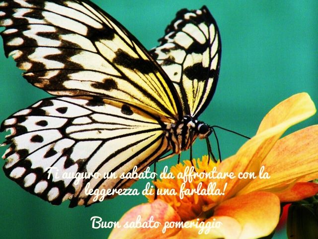 Ti auguro un sabato da affrontare con la leggerezza di una farfalla! Buon sabato pomeriggio