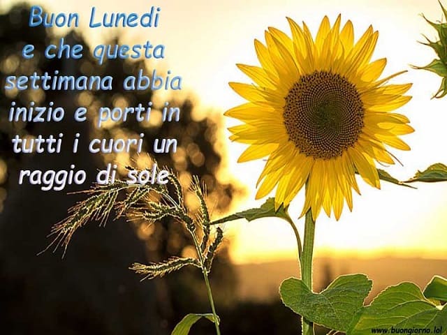 Buon Lunedì e che questa settimana abbia inizio e porti in tutti i cuori un raggio di sole