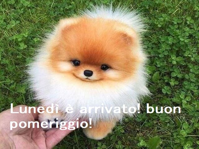 Lunedì è arrivato! Buon pomeriggio!