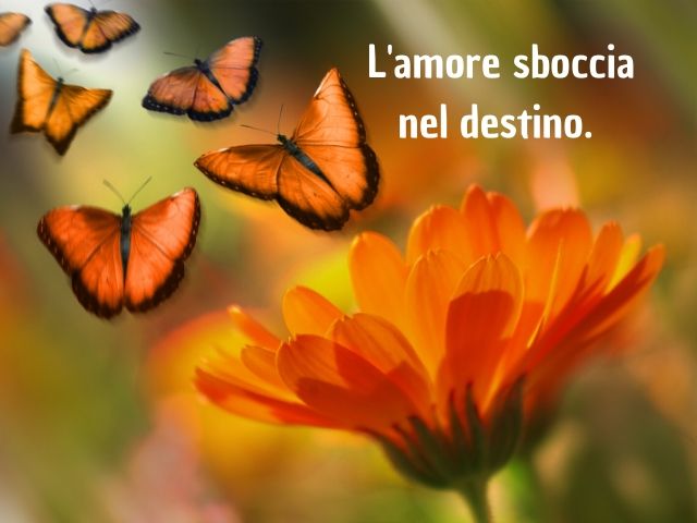 L'amore sboccia nel destino.