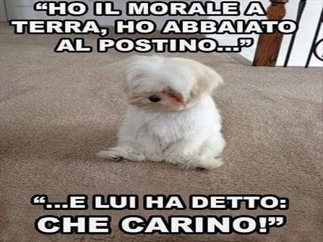 Ho il morale a terra, ho abbaiato al postino...e lui ha detto "che carino!"
