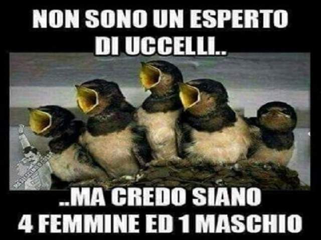 Non sono un esperto di uccelli...Ma credo siano 4 femmine ed 1 maschio.