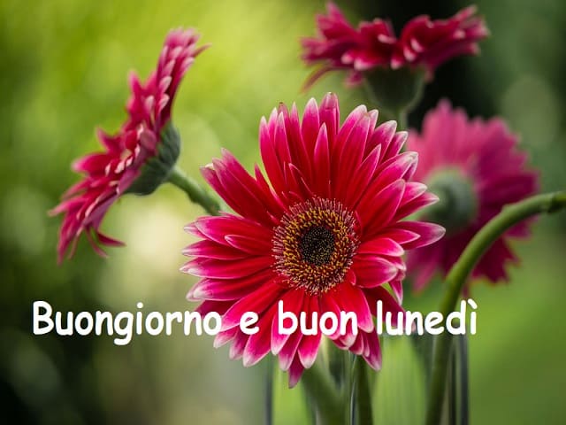 Buongiorno e buon lunedì.
