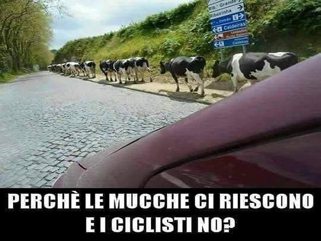 Perché le mucche ci riescono e i ciclisti no?