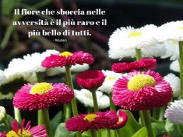 Il fiore che sboccia nelle avversità è il più raro e il più bello di tutti.
