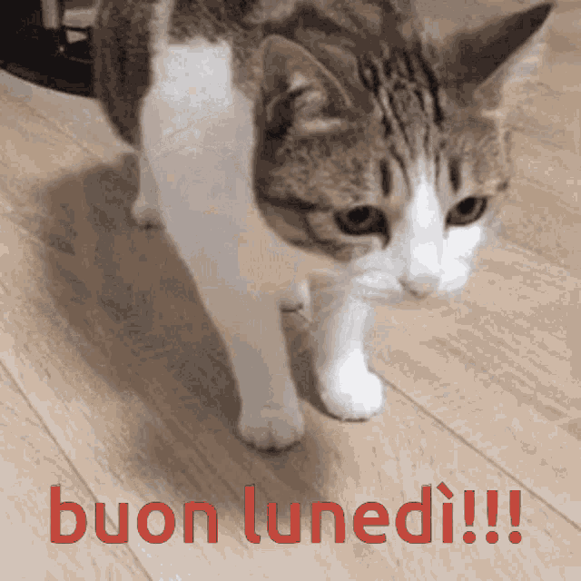 Buon Lunedì!!!