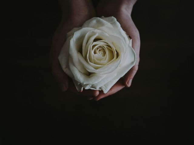 immagini di rose bianche