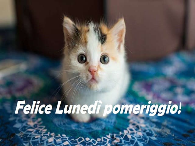 Felice lunedì pomeriggio!