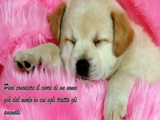 Puoi conoscere il cuore di un uomo già dal modo in cui egli tratta gli animali.