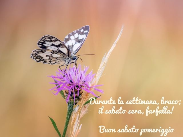 Durante la settimana, bruco; il sabato sera, farfalla! Buon sabato pomeriggio