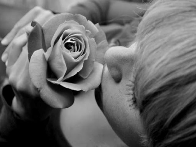 fiori immagini rose